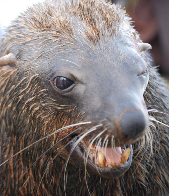 5 rzeczy, które musisz zrobić w namibijskim Cape Cross