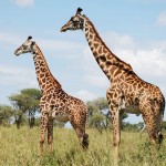 zanzibar_tanzania5