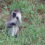 Tanzania i Zanzibar, grudzień 201217