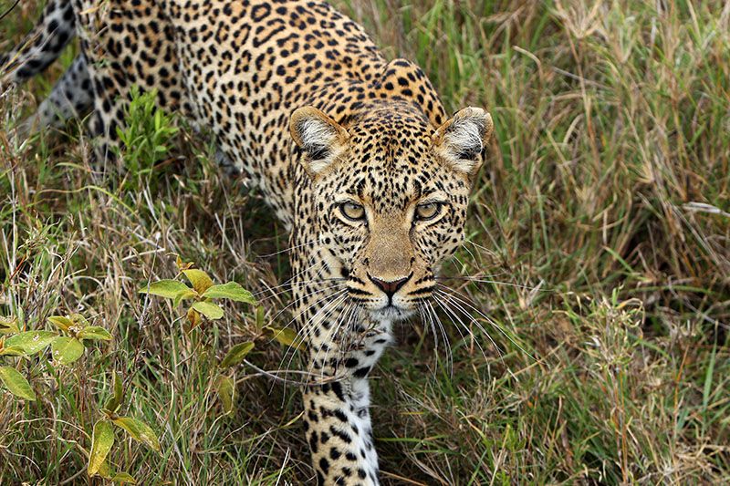 Galeria zdjęć z wyprawy „Parki Tanzanii i Zanzibar”