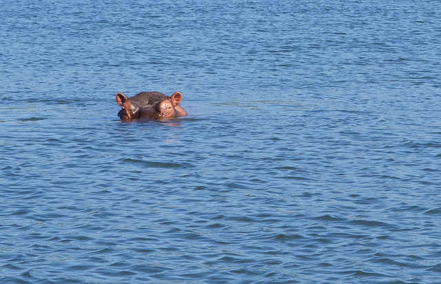 Tajemniczy koń rzeczny