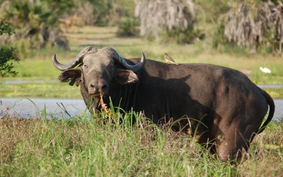 Rezerwat Ngorongoro